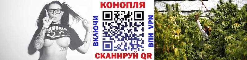 Канабис сатива  наркота  Щучье 